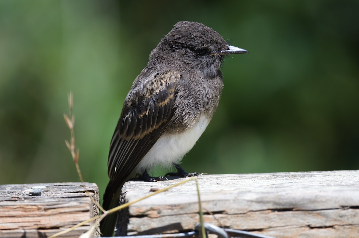 Black Phoebe - ML620763430