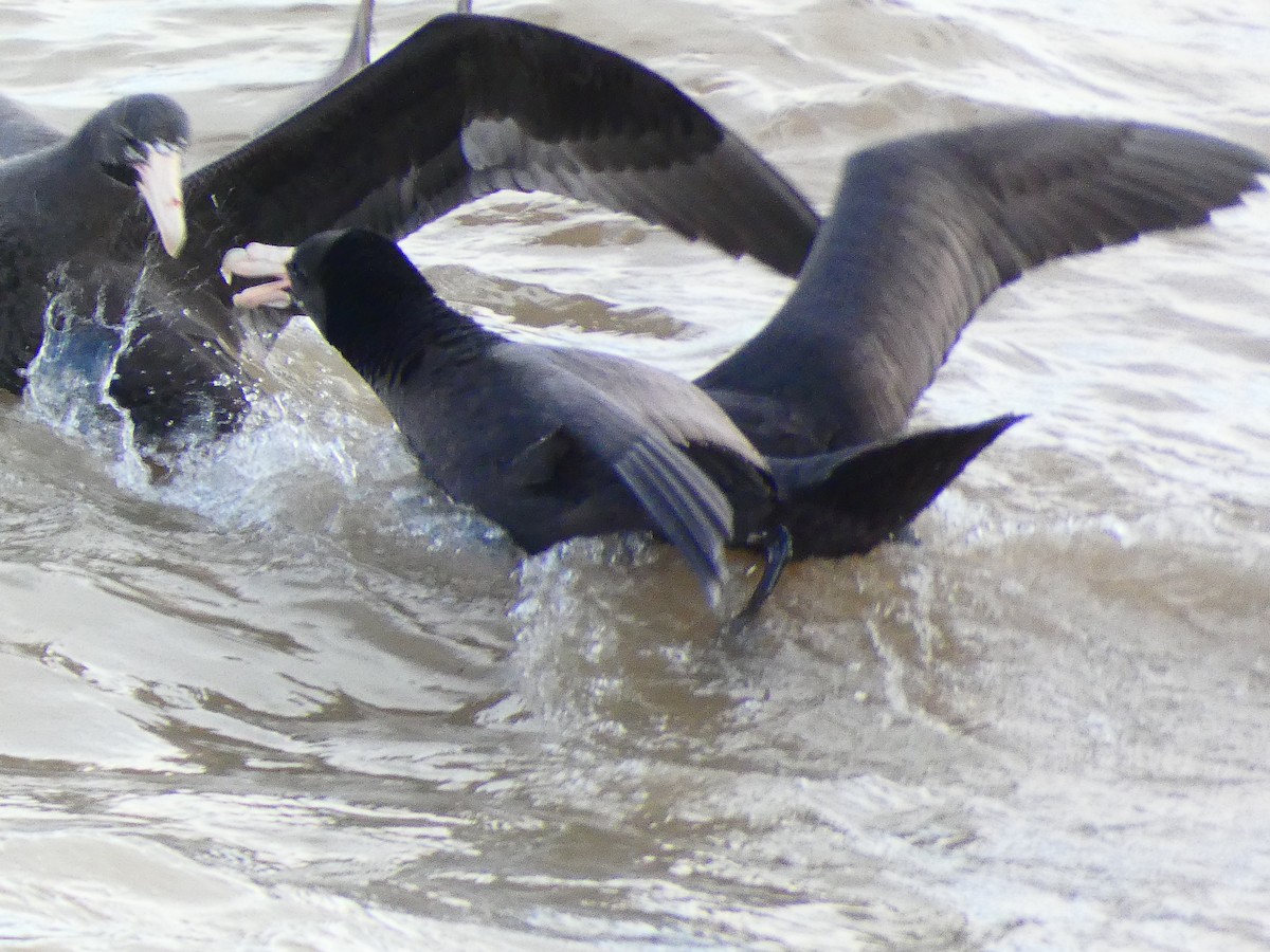 Southern Giant-Petrel - ML620763433