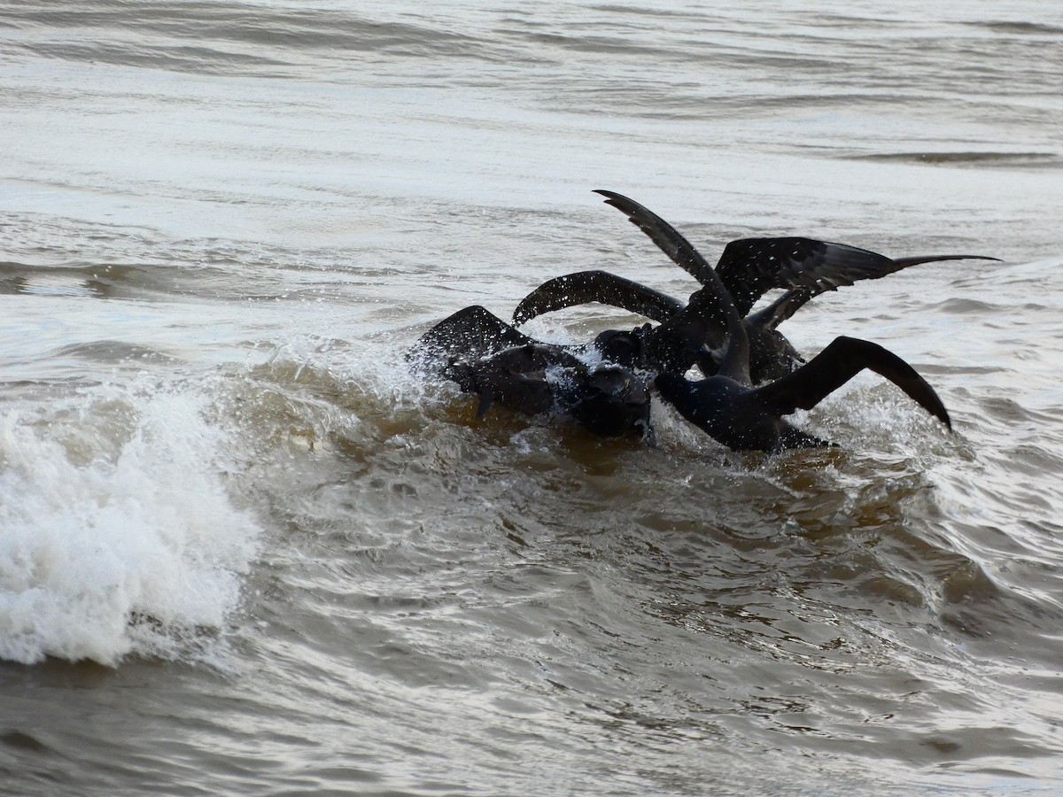 Southern Giant-Petrel - ML620763442