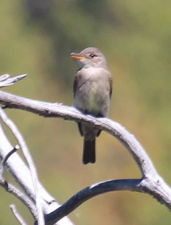 Western Wood-Pewee - ML620763446