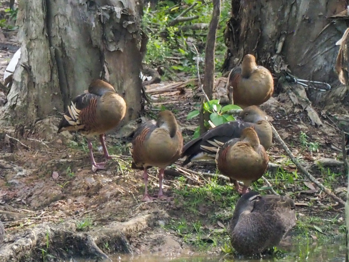 Plumed Whistling-Duck - ML620763448