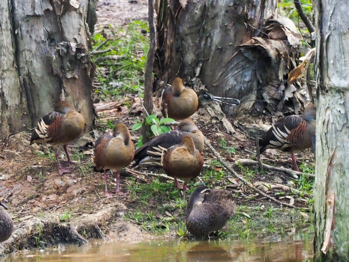 Plumed Whistling-Duck - ML620763450