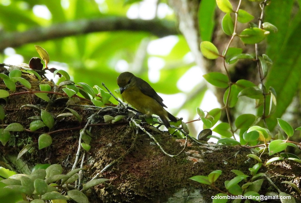 Thick-billed Euphonia - ML620763452