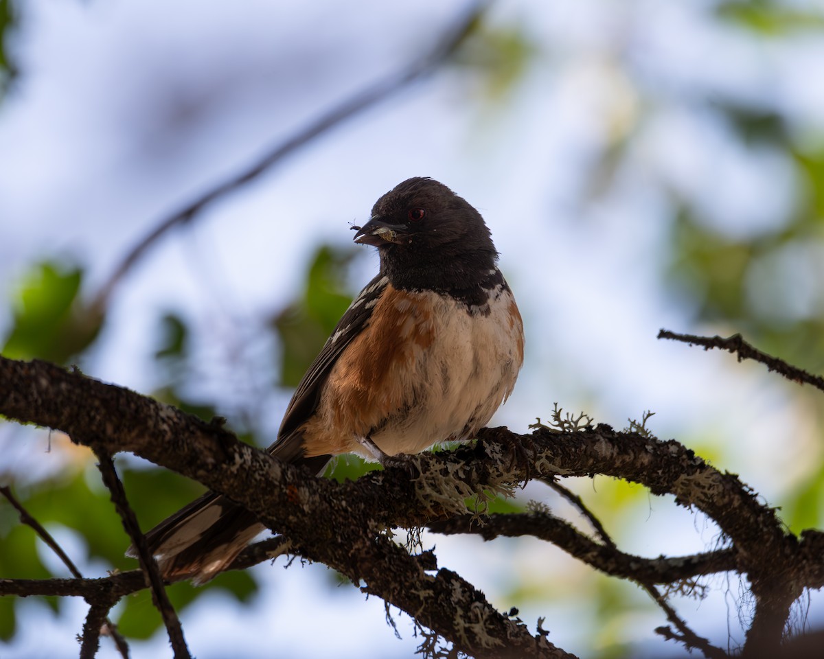 Spotted Towhee - ML620763454