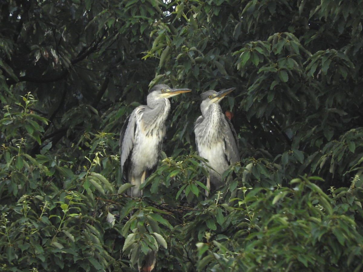 Gray Heron - ML620763455