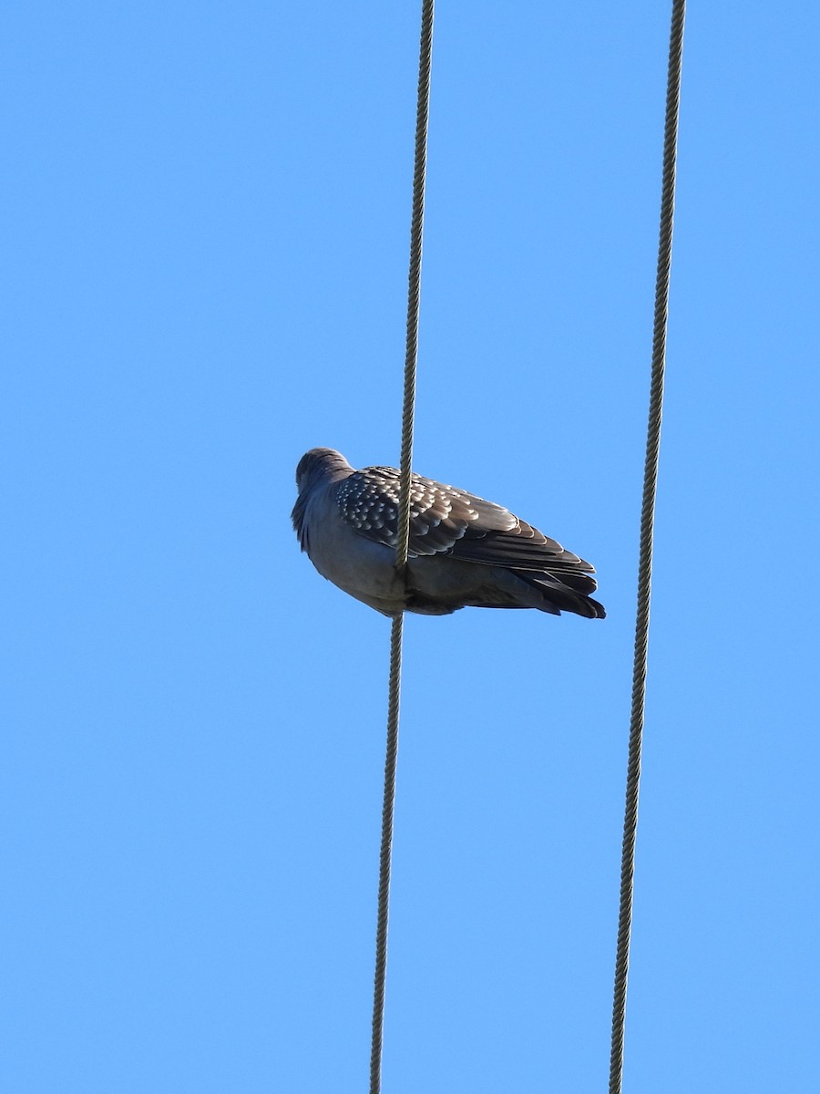 Spot-winged Pigeon - ML620763459