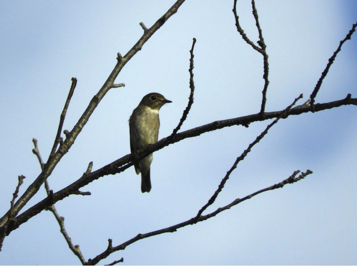 Asian Brown Flycatcher - ML620763461