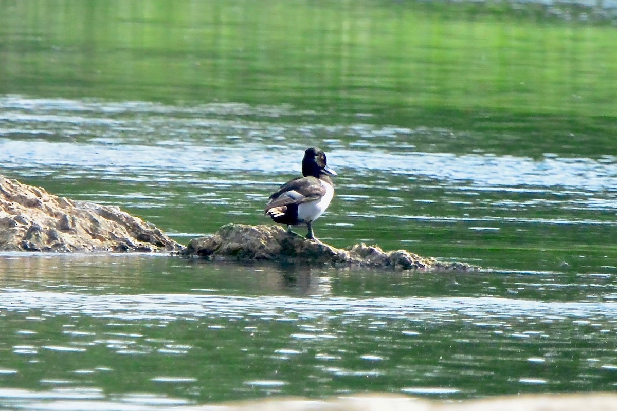 Ring-necked Duck - ML620763462