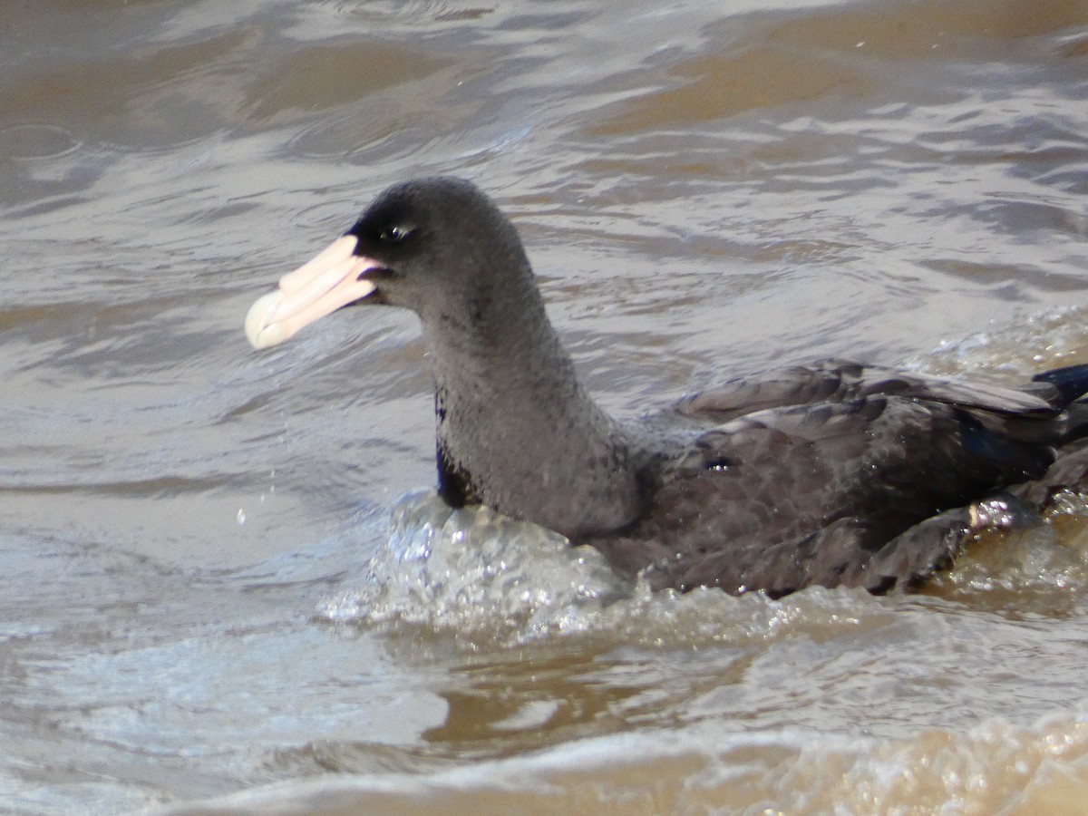 Southern Giant-Petrel - ML620763468