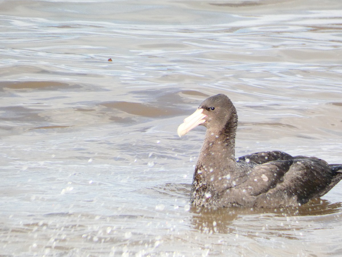 Southern Giant-Petrel - ML620763469