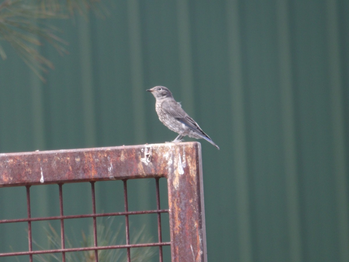 Mountain Bluebird - ML620763470