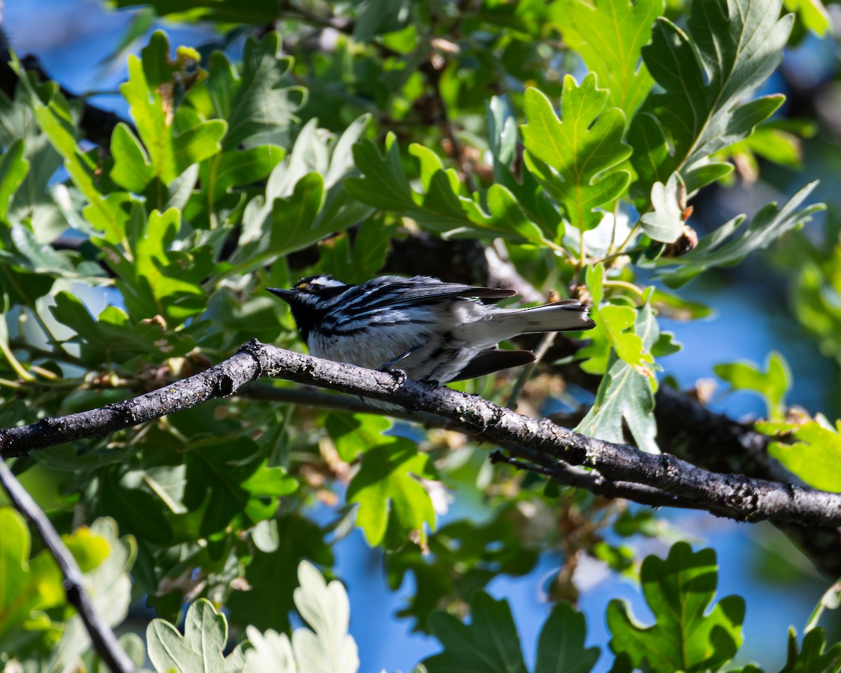 Black-throated Gray Warbler - ML620763473