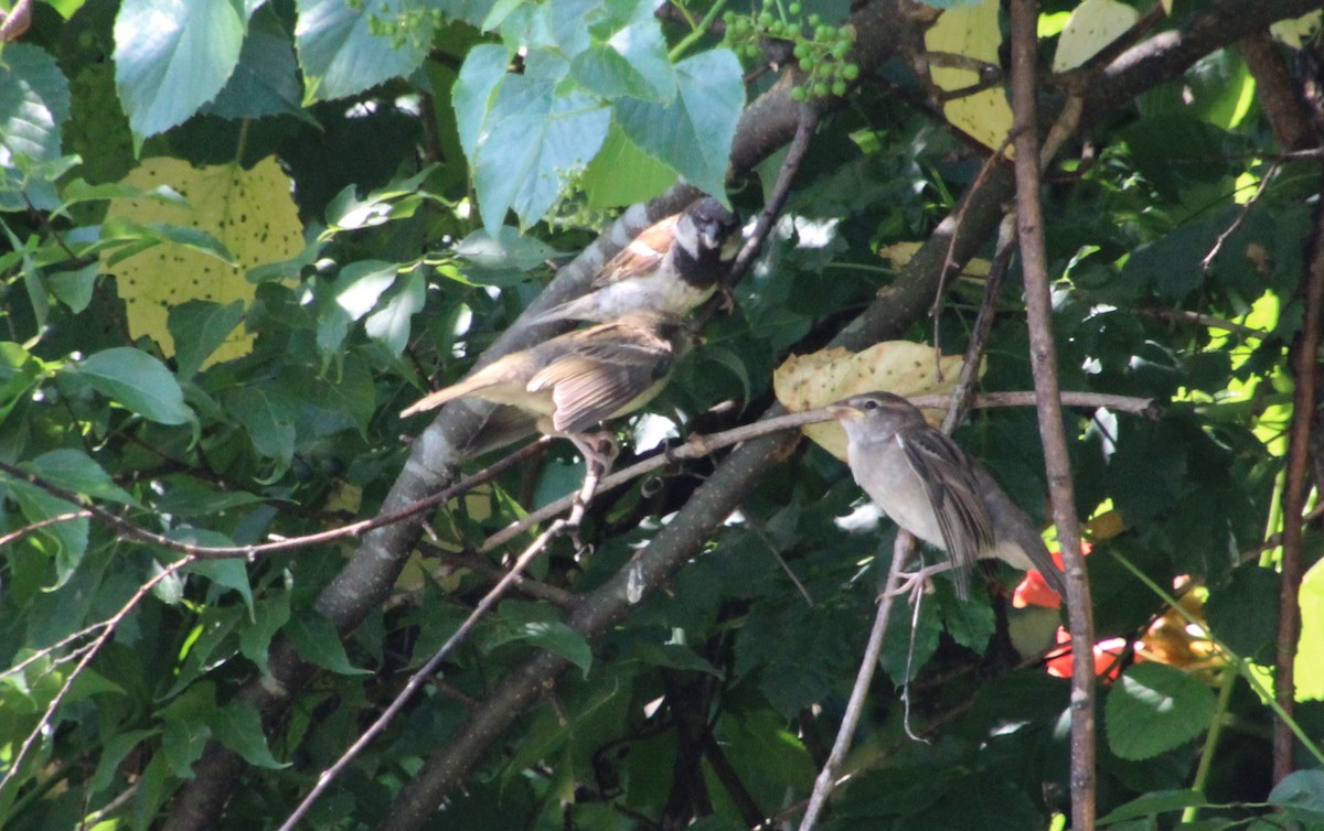 House Sparrow - ML620763477