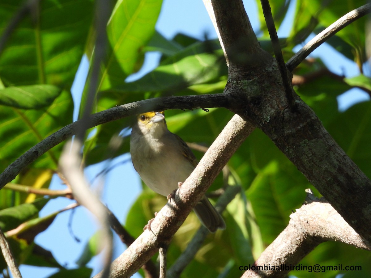Yellow-browed Sparrow - ML620763478