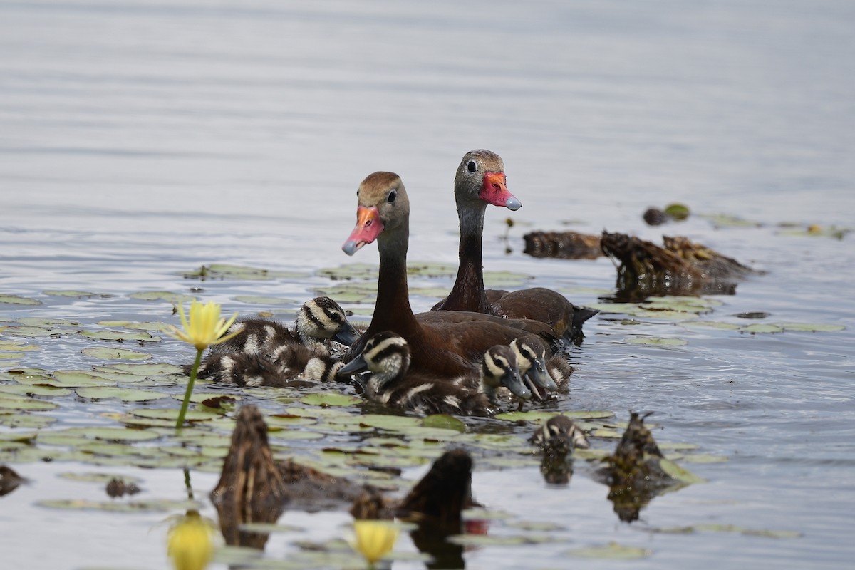 Black-bellied Whistling-Duck - ML620763479