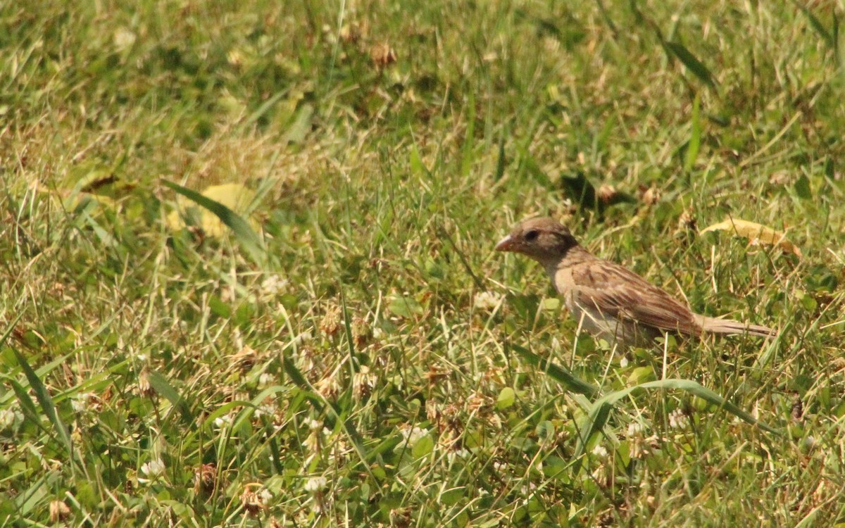 House Sparrow - ML620763480