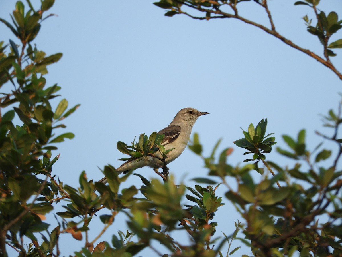 Northern Mockingbird - ML620763481