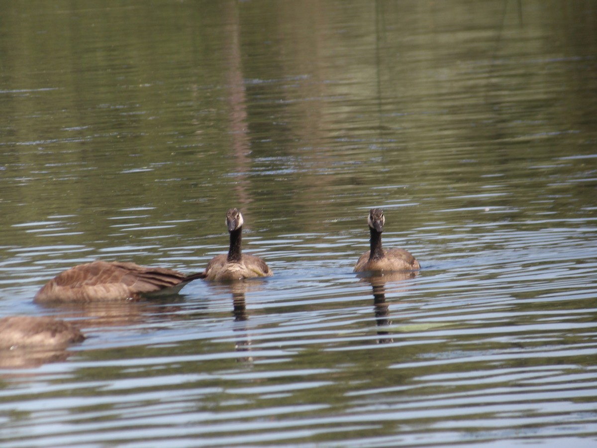 Canada Goose - ML620763482