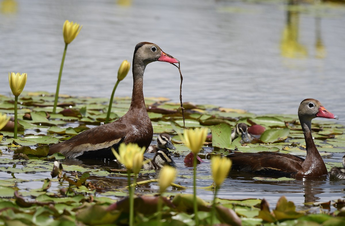 Dendrocygne à ventre noir - ML620763484