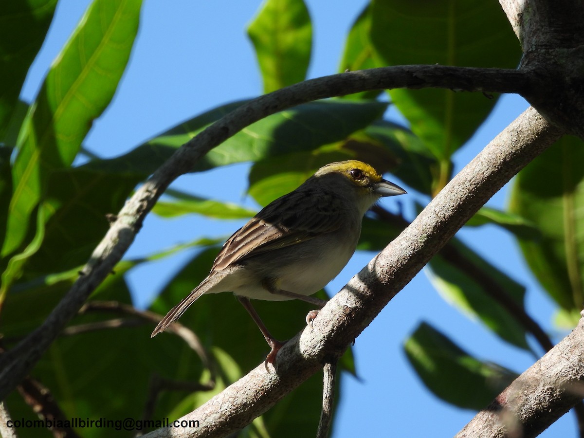 Yellow-browed Sparrow - ML620763487