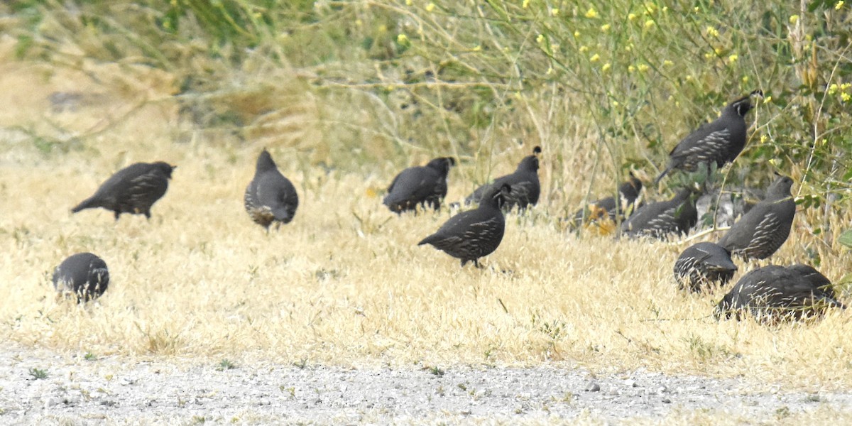 California Quail - ML620763489