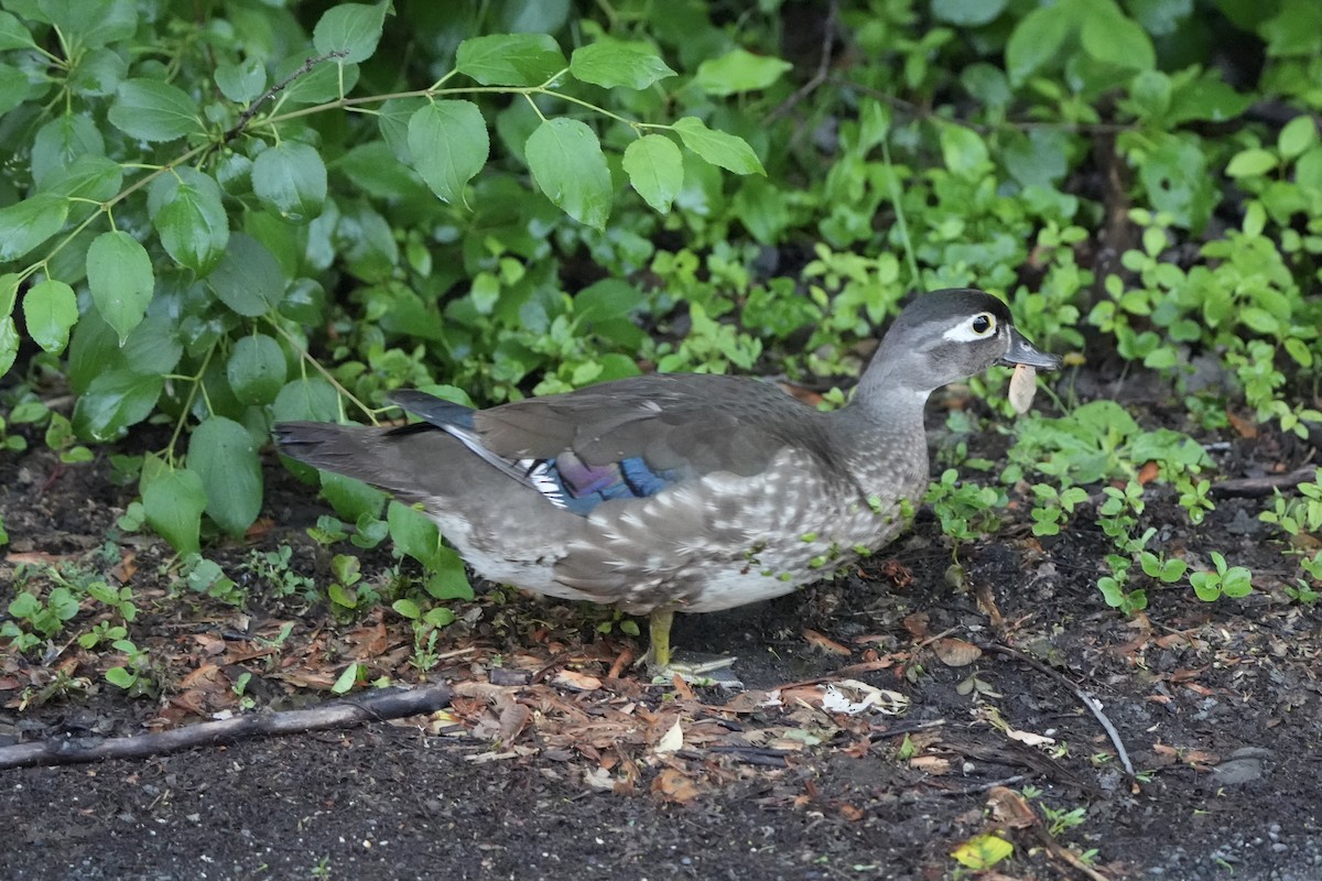 Wood Duck - ML620763493