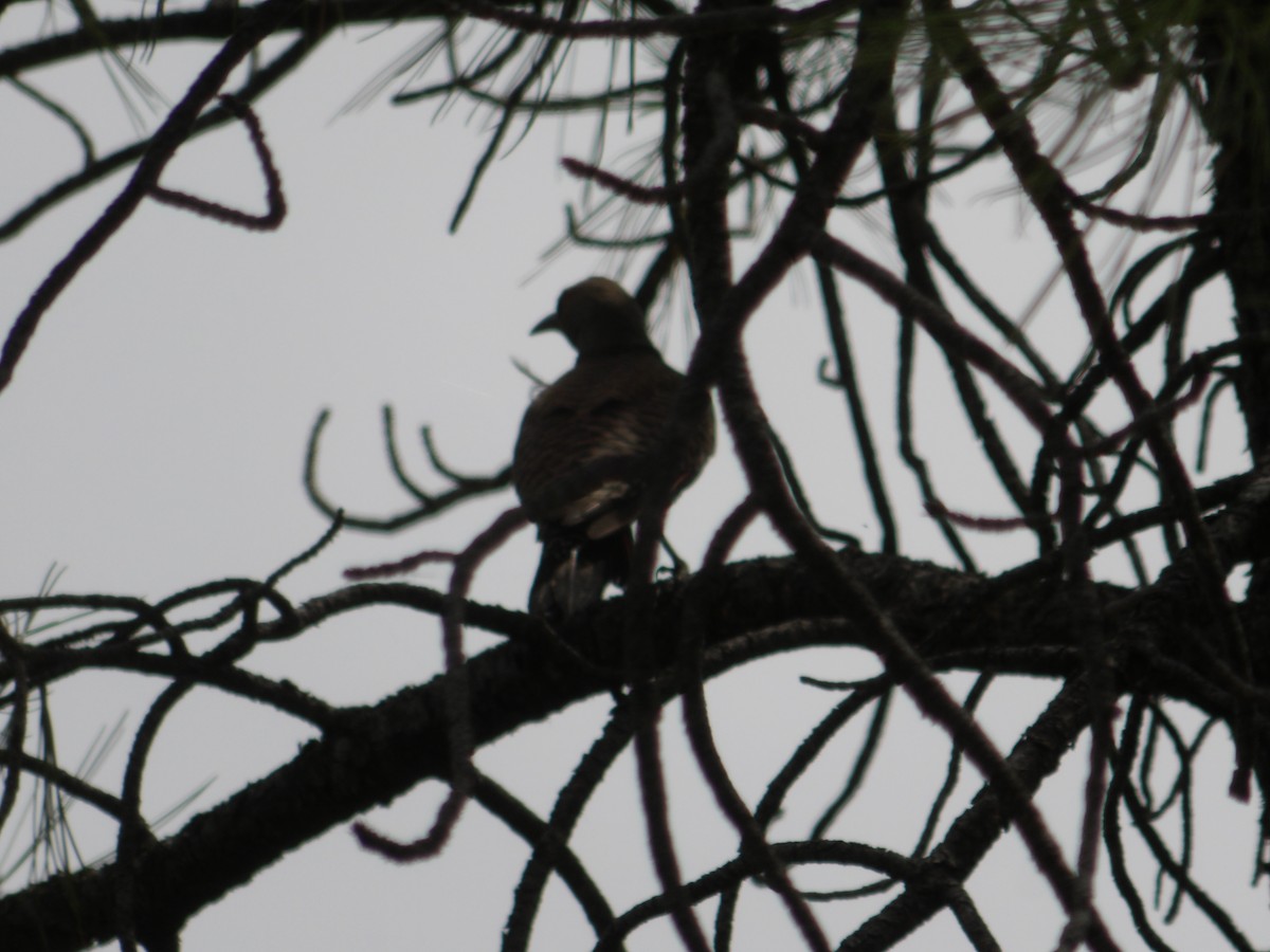 Northern Flicker - ML620763497