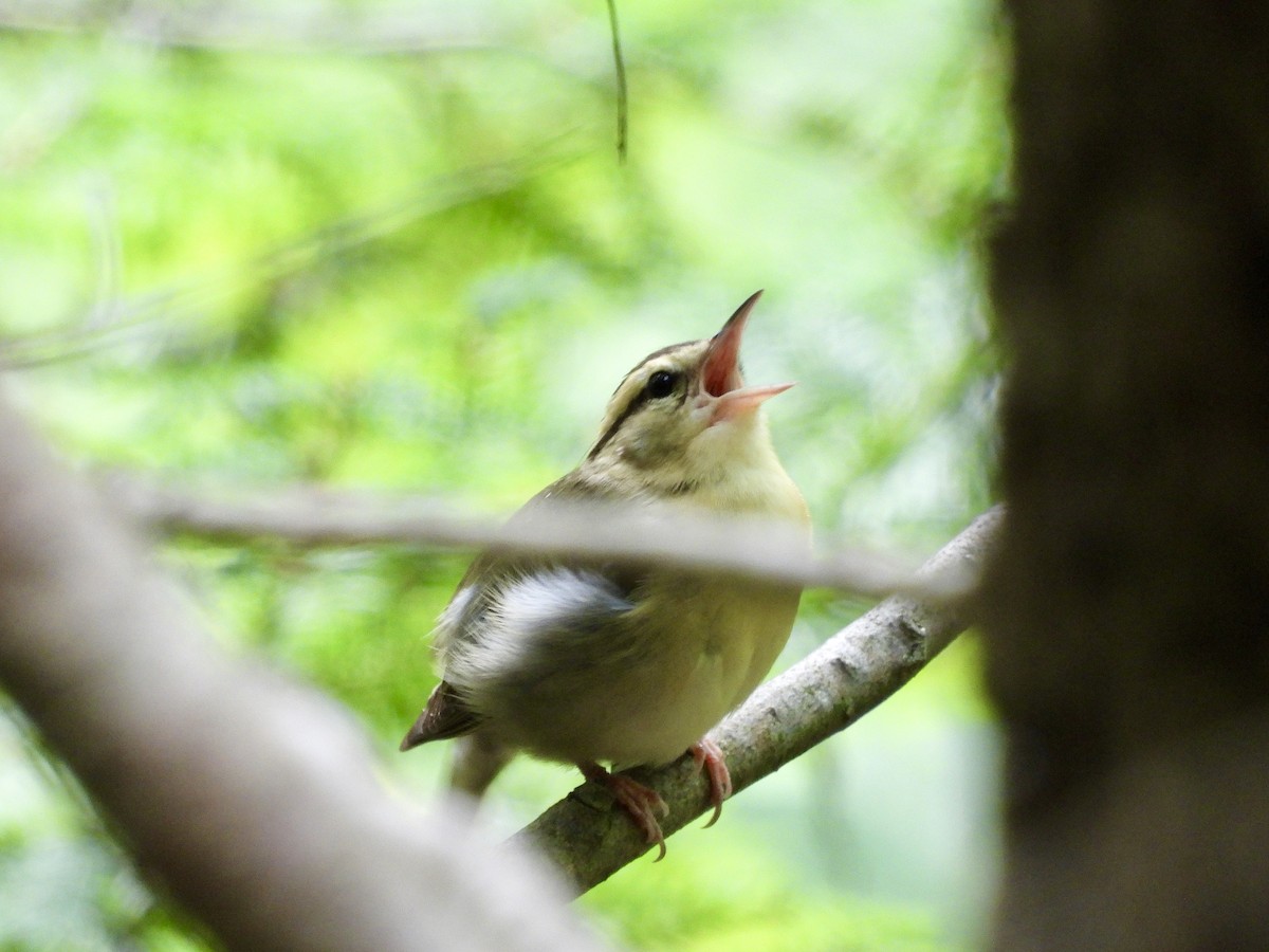 Worm-eating Warbler - ML620763500