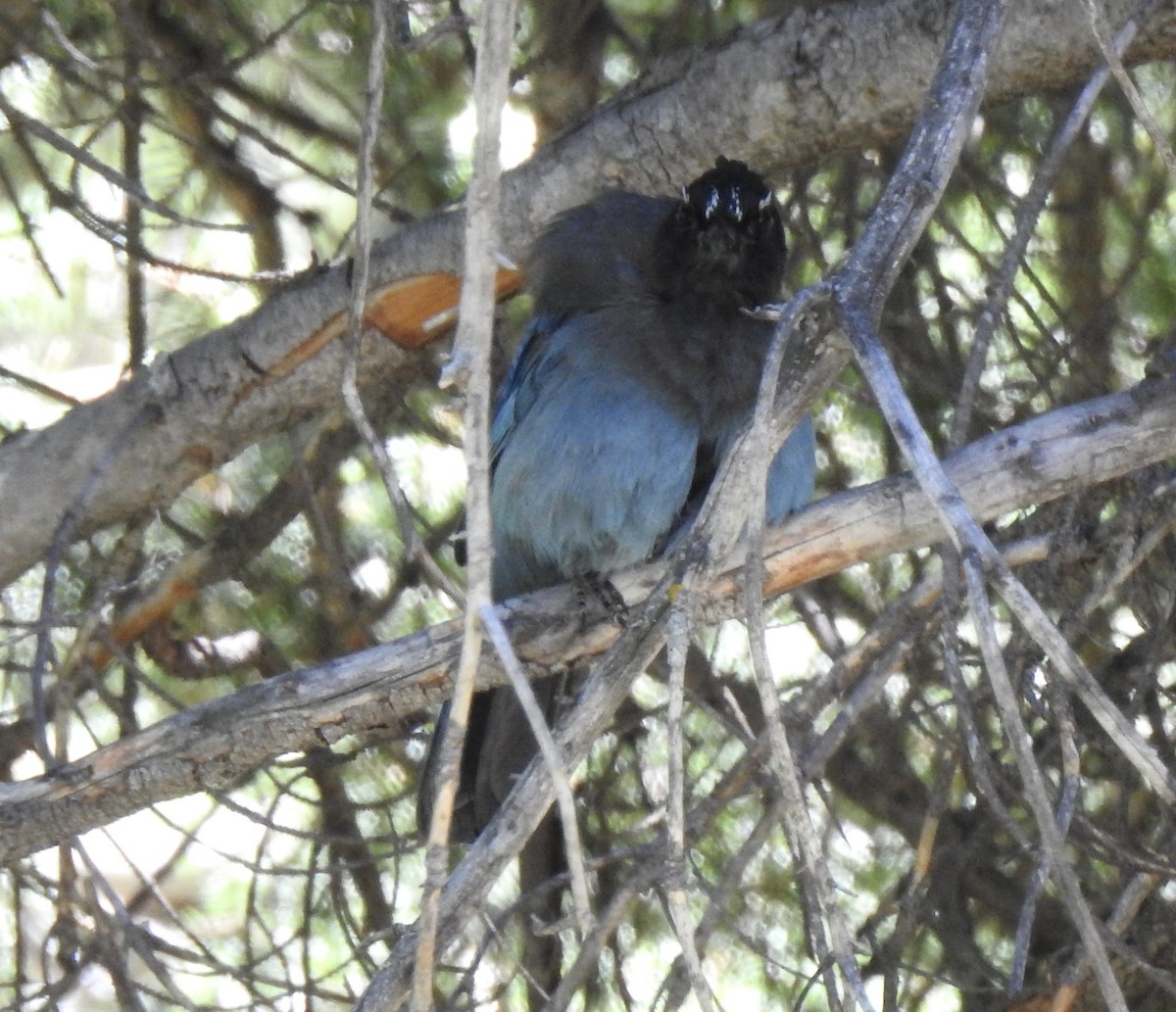 Steller's Jay - ML620763503