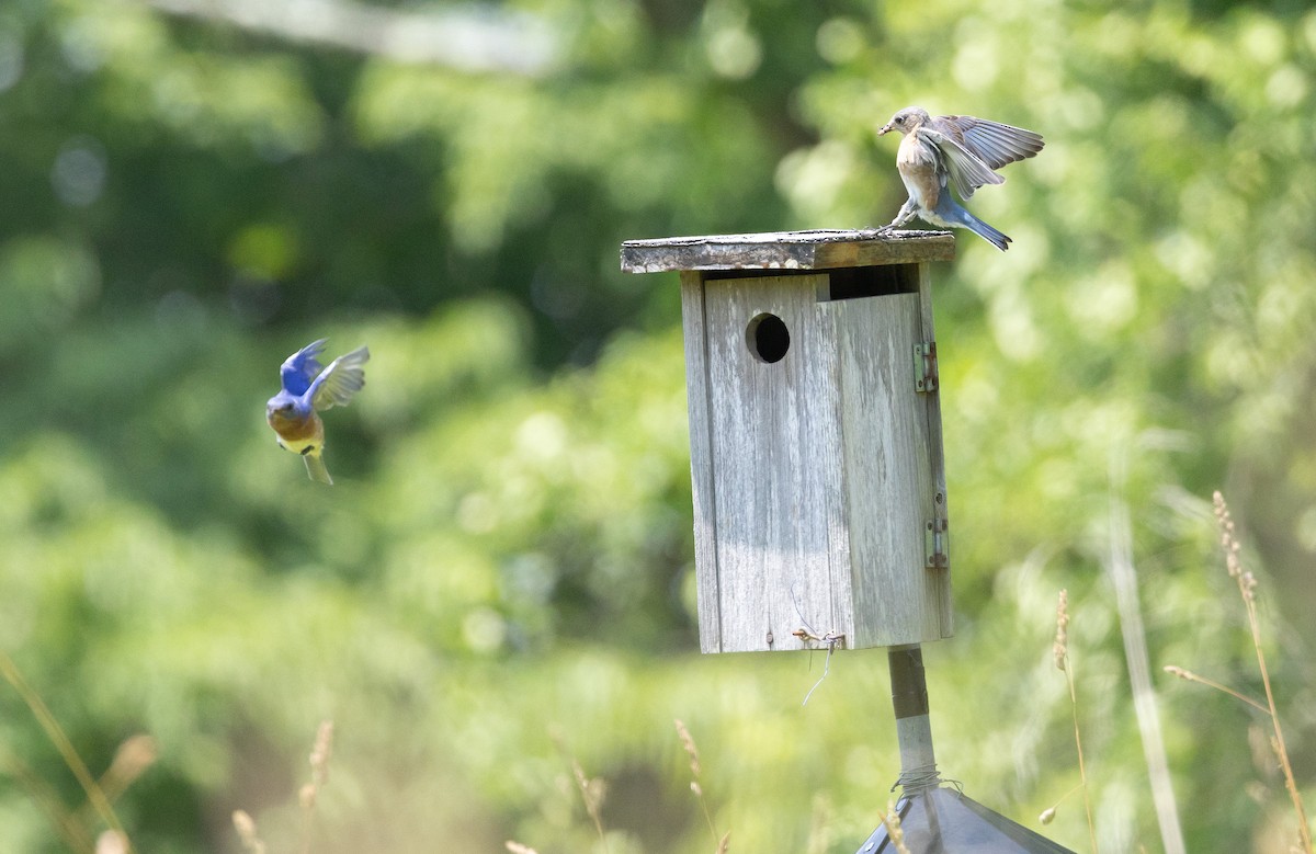 Eastern Bluebird - ML620763507