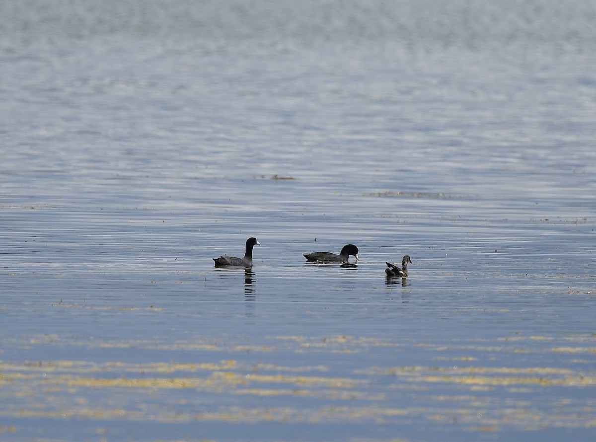 American Coot - ML620763508