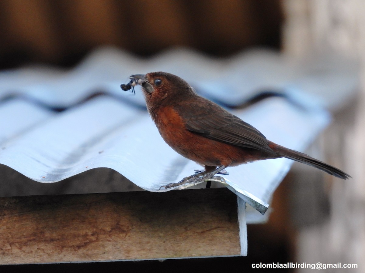 Silver-beaked Tanager - ML620763509