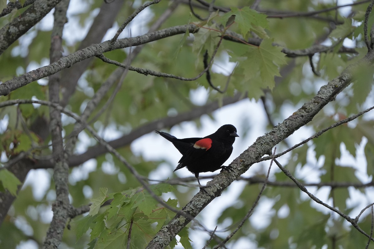 Red-winged Blackbird - ML620763510