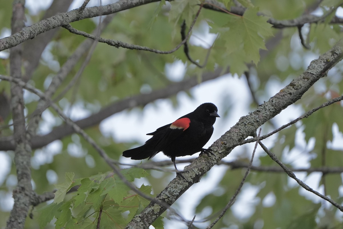 Red-winged Blackbird - ML620763511