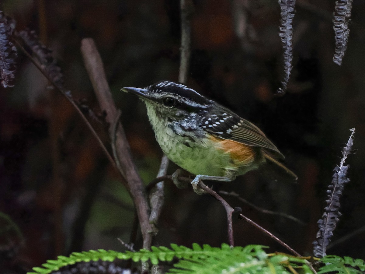 Guianan Warbling-Antbird - ML620763518