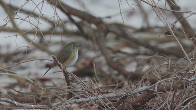 Robin à flancs roux - ML620763519