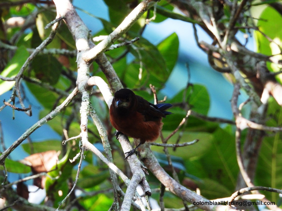 Silver-beaked Tanager - ML620763520