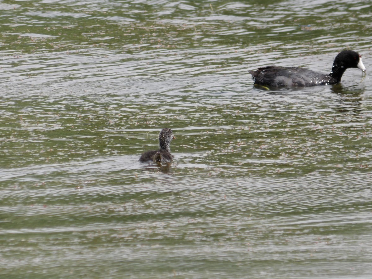 American Coot - Josh Emms