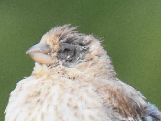 House Finch - ML620763522