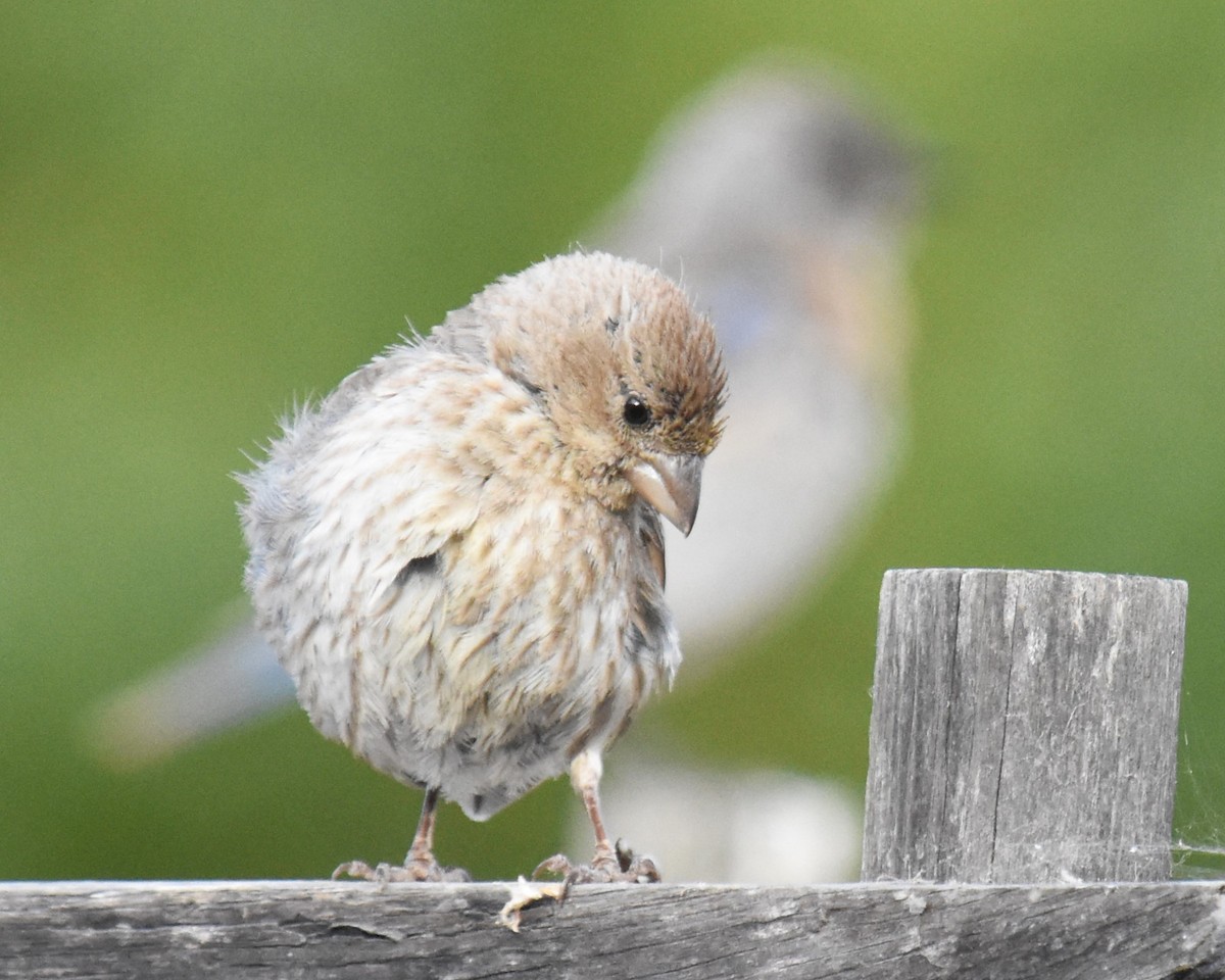 House Finch - ML620763523