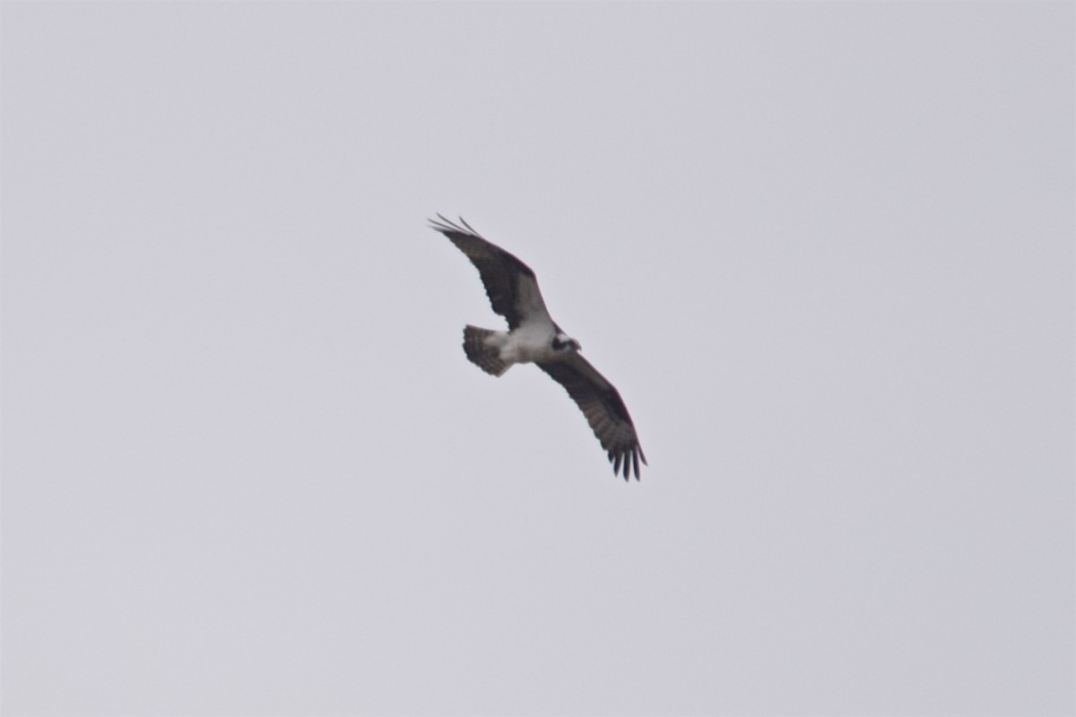 Osprey - ML620763525