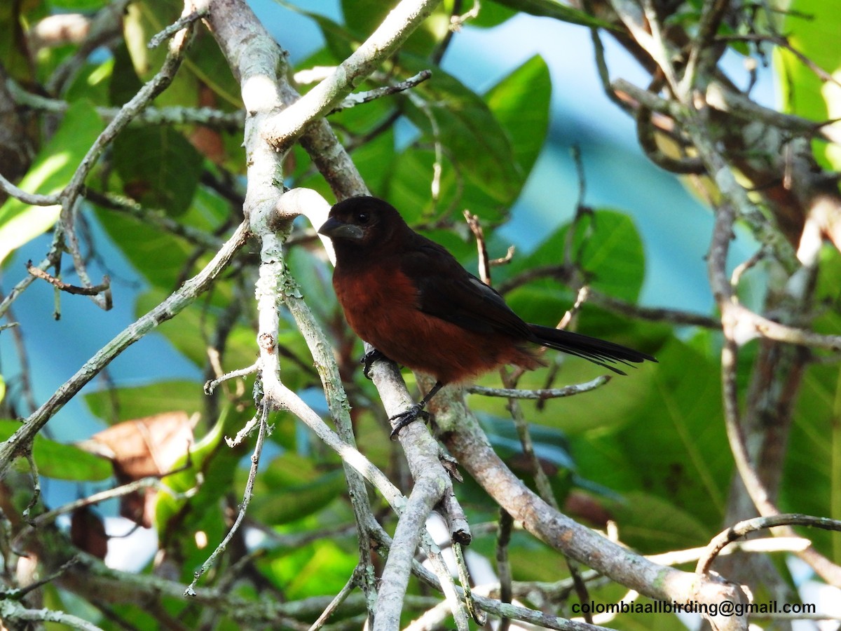 Silver-beaked Tanager - Urias Edgardo  Gonzalez Carreño