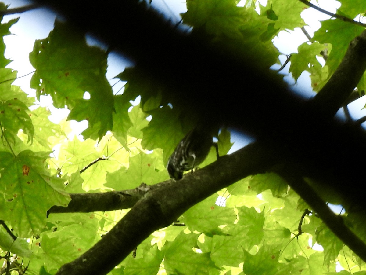 Black-and-white Warbler - ML620763529