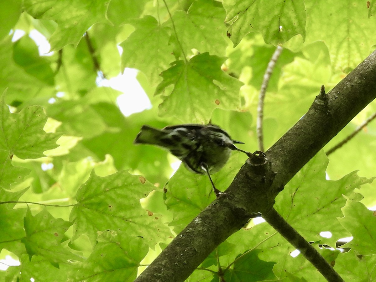 Black-and-white Warbler - ML620763530