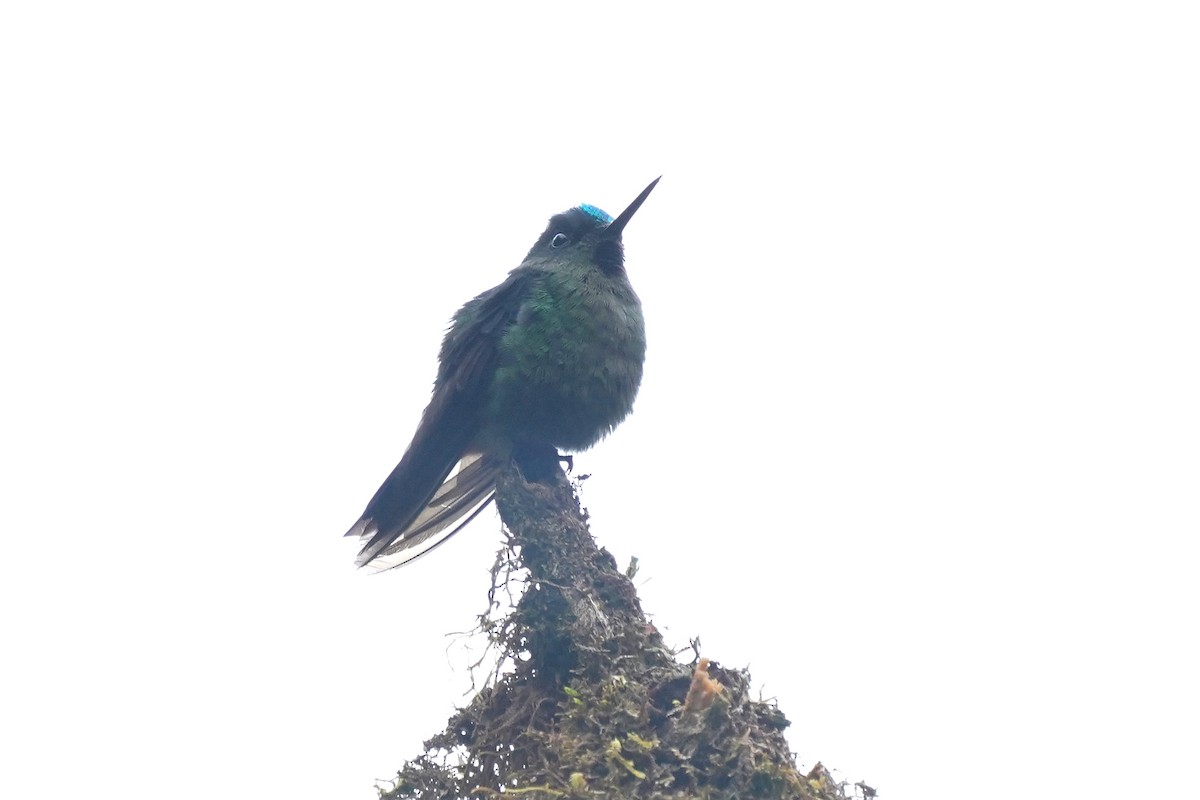 Long-tailed Sylph - Luis Carlos García Mejía