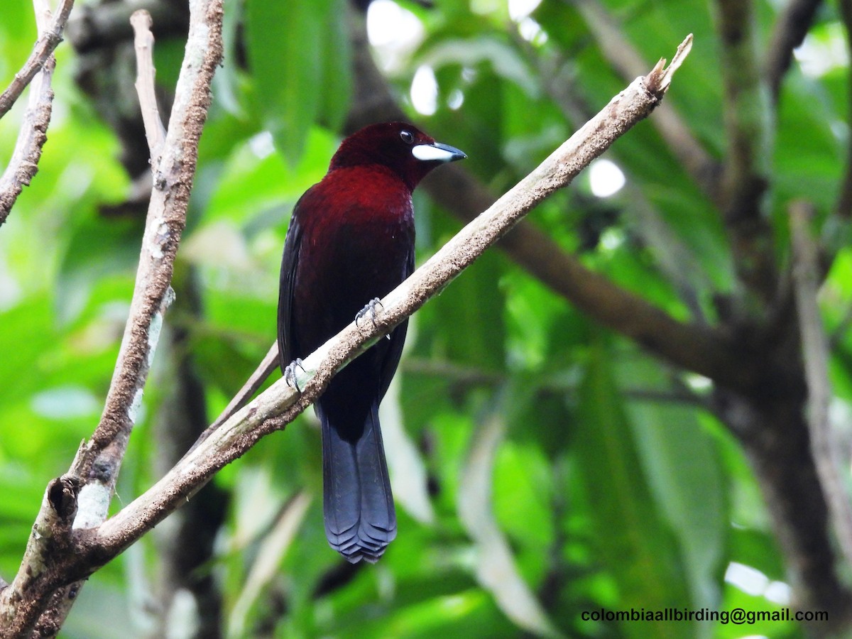 Silver-beaked Tanager - Urias Edgardo  Gonzalez Carreño