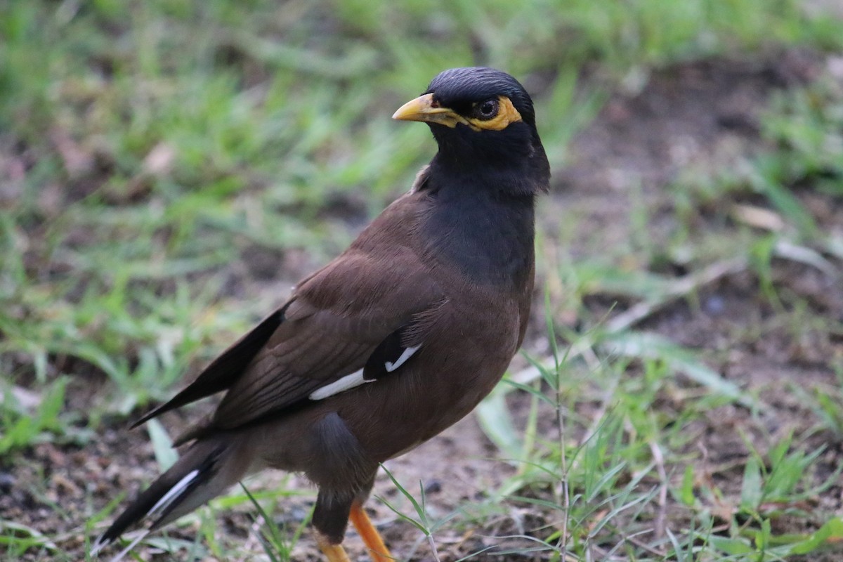 Common Myna - ML620763541