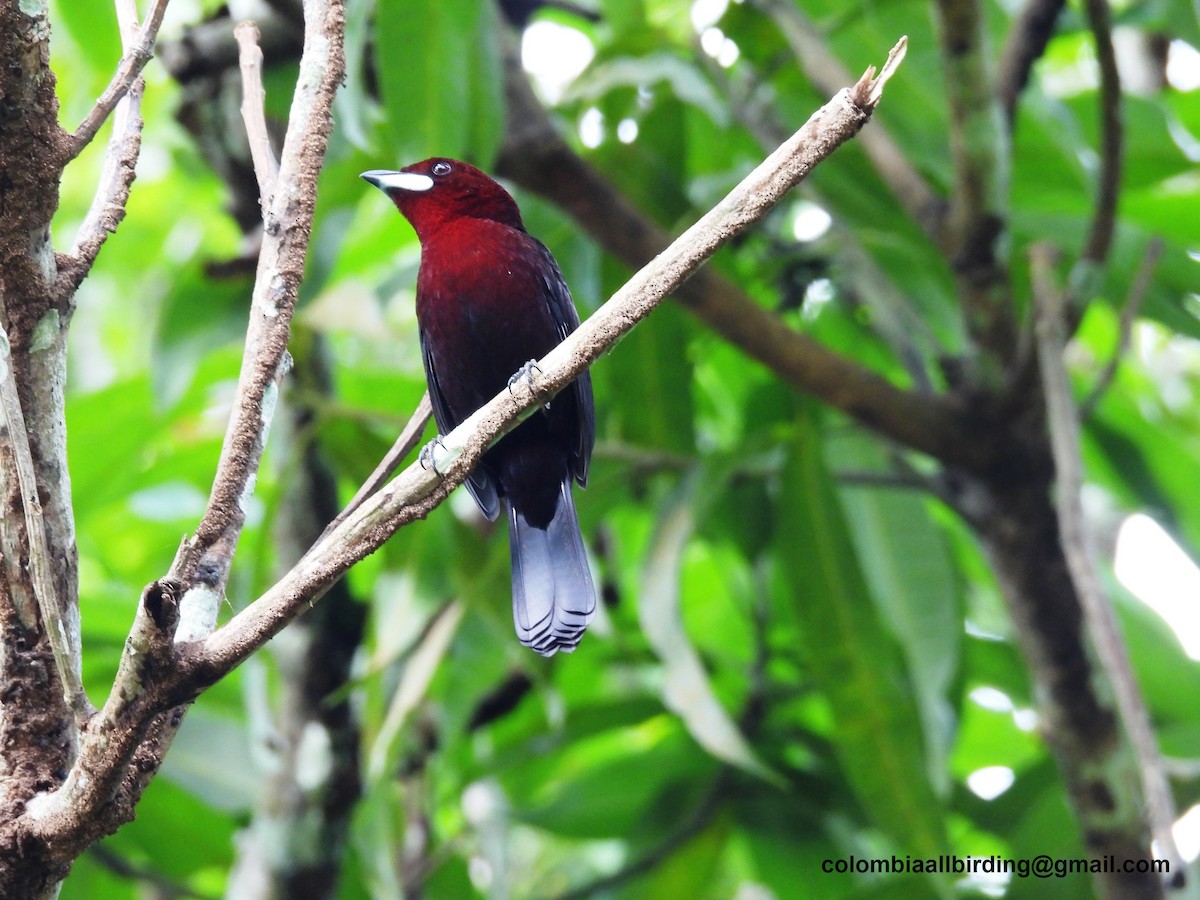 Silver-beaked Tanager - ML620763545