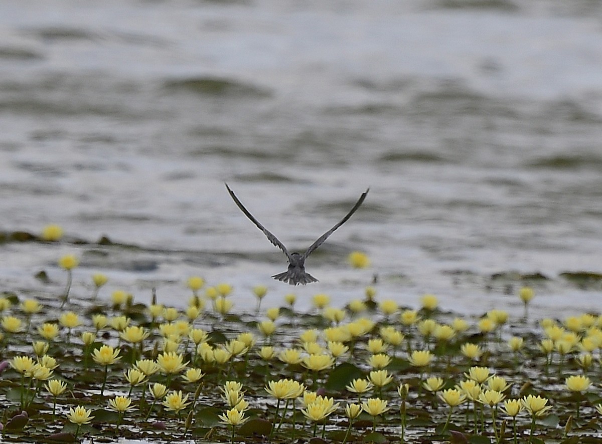 Black Tern - ML620763547