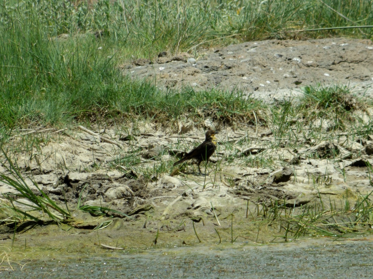 Yellow-headed Blackbird - ML620763551